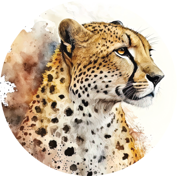Cheetah